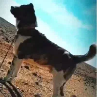 سگ جوان