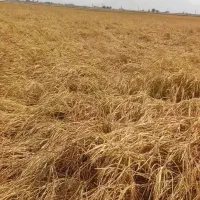 اجاره3 هکتار زمین کشاورزی درروستای رامجردی رامجرد|اجارهٔ دفتر صنعتی، کشاورزی، تجاری|درودزن, |دیوار