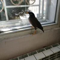 پرنده مینا ی من گمشده