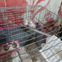 فنچ|پرنده|کرمان, |دیوار