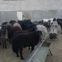 سلام خسته نباشید بره بزغاله