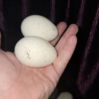 تخم بوقلمو وغاز|حیوانات مزرعه|گرگان, |دیوار