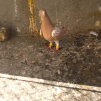 کبوتر|پرنده|دشتابی, |دیوار