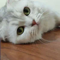 گربه گلد و سیلور نر جهت جفت گیری|گربه|تبریز, |دیوار