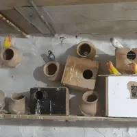 تعدادی عروس هلندی کوتوله فروشی+مرغ خروس|حیوانات|اردکان, |دیوار
