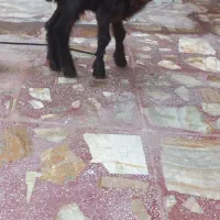 فروش بره نر۷روزه
