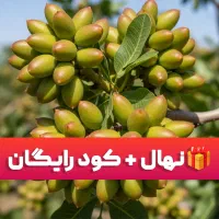فروش ویژه نهال پسته احمدآقایی