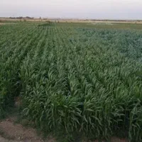 پنج هکتارزمین برای اجاره هرهکتار 80میلیون