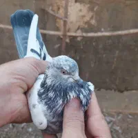 کفتر هوایی ناجلد|پرنده|قم, نخودی|دیوار