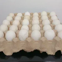 تخم اردک تازه