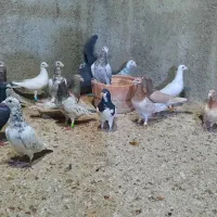 دسته سرور ۱۸تایی|پرنده|ارژن, |دیوار