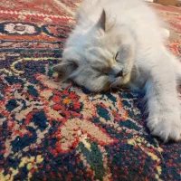 پرشین کت دو ماهه