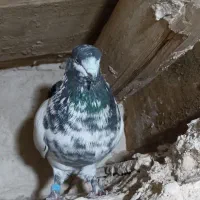کبوتر غرب گیر امروز
