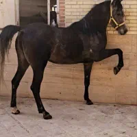 مادیان شجره دار کرد