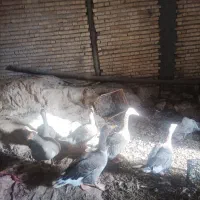 مرغ و خروس و بوقلمون وغاز