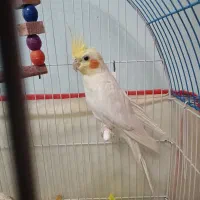 عروس هلندی نر