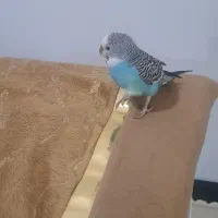 مرغ عشق|پرنده|ایلام, |دیوار