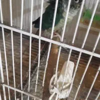 یک جفت گیرنچیگ بشرط