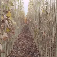 انواع نهال میوه.گردو.بادام صنوبر.کبوده عمده .خرده|گل و گیاه طبیعی|میاندوآب, |دیوار