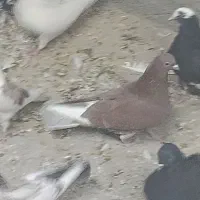 کفتر|پرنده|قم, شهدا|دیوار