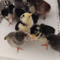 مرغ جوجه خروس اردک تخم مرغ نطفه دار گلین