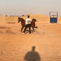 کره اسب عرب مصری|اسب و تجهیزات اسب‌سواری|تهران, بهارستان|دیوار