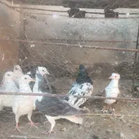 چند عدد کبوتررنگه واکسن خورده