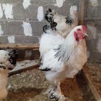 دوتا مرغ ویک خروس برهما|حیوانات مزرعه|سنگر, |دیوار