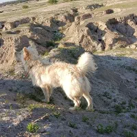 سگ.|سگ|سعدآباد, |دیوار