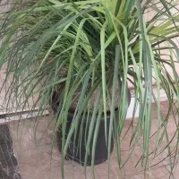 گل لیندا ۲۰ساله