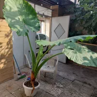 گل باب دم اصلی|گل و گیاه طبیعی|رشت, حافظ آباد|دیوار