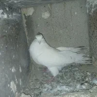 پلاکی و خوشونه