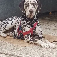 سگ شکاری نژاد دالمیشن|سگ|رامسر, |دیوار