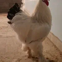 تخم نطفه دار نژاد برهما سایز بزرگ