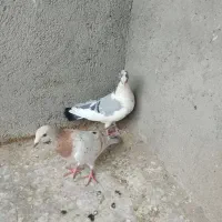 کبوتر|حیوانات|سبزوار, چهارراه فرودگاه|دیوار