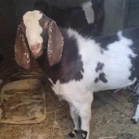 گوسفندچبوش