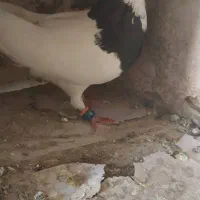 کبوتر طوقی سیاه|پرنده|بوشهر, |دیوار