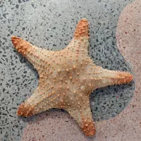 ستاره