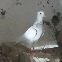انواع کبوتر