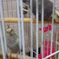 عروس هلندی ۶ ماهه|پرنده|ماهدشت, |دیوار