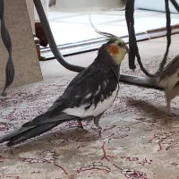 عروس هلندی مولد فعال