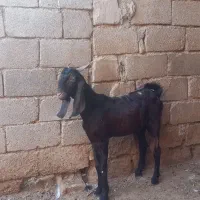 بزنر