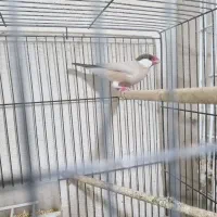 فنچ نرگسی|پرنده|بوشهر, |دیوار