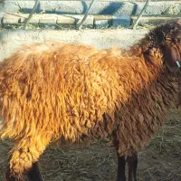 فروش گوسفند همو|حیوانات مزرعه|شیروان (خراسان), |دیوار