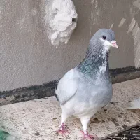 کبوتر شهری بدرنگ سبز نر