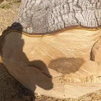 خرید چوب ذغالی فروش ذغال کبابی