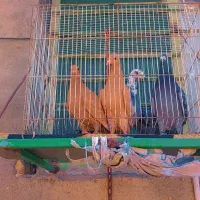 زردکرمونیجوجه|پرنده|کاشمر, |دیوار