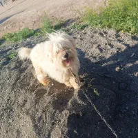 سگ پاپی تربیتی