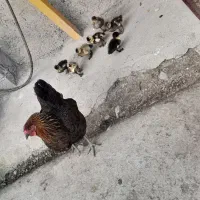 کلشکن با ۷ عدد جوجه اردک