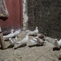 ۹عدد کبوتر خوب یکیشون طوقیه|پرنده|نورآباد, |دیوار